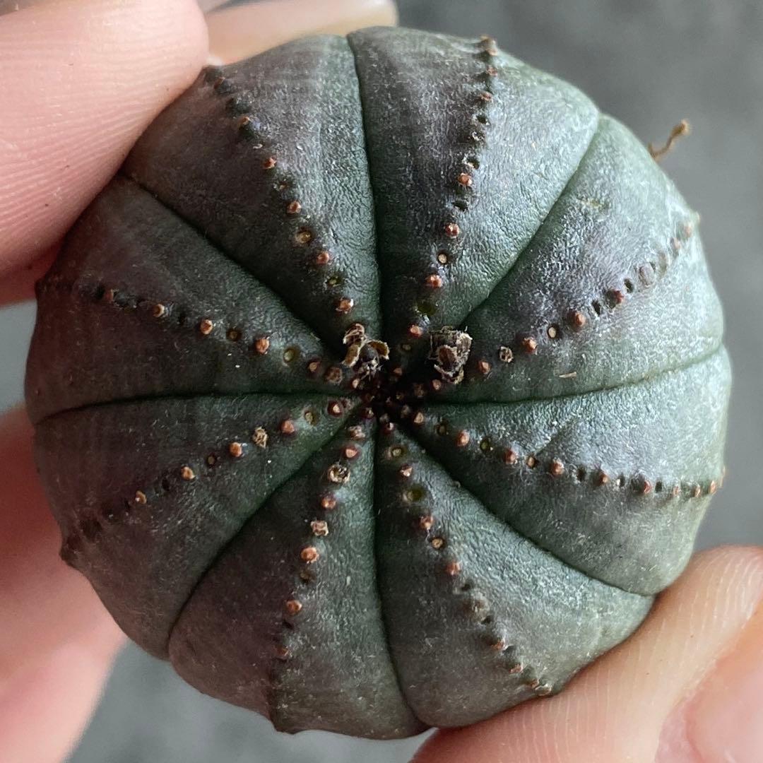 B18694☆オークション販売☆ ユーフォルビア オベサ 大株！大特価