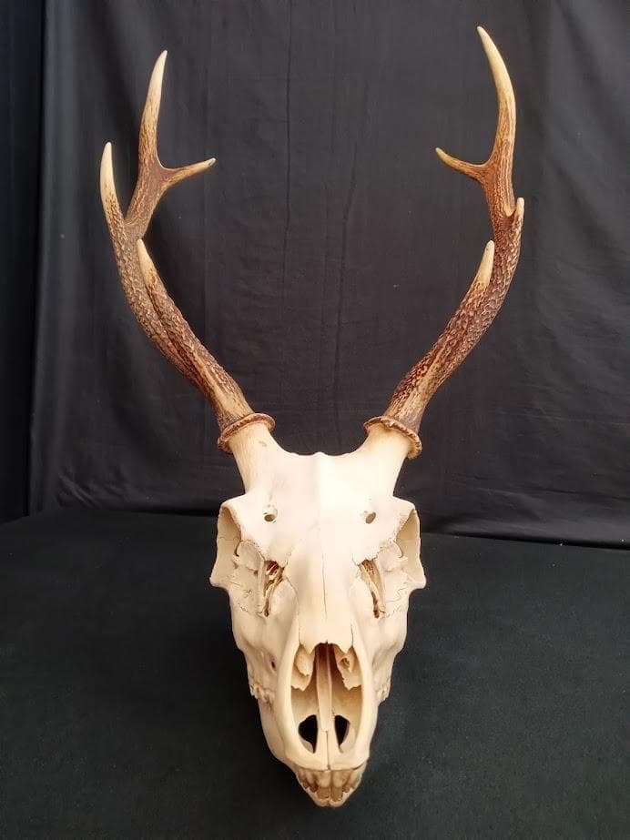 大型 角付頭骨標本】種名ニホンジカ オス 60Kg - メルカリ