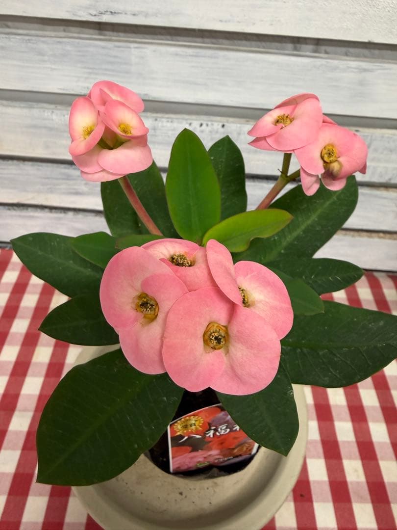 ハナキリン八福神 ポット鉢土付き苗 お届け後このまま飾れます 現品
