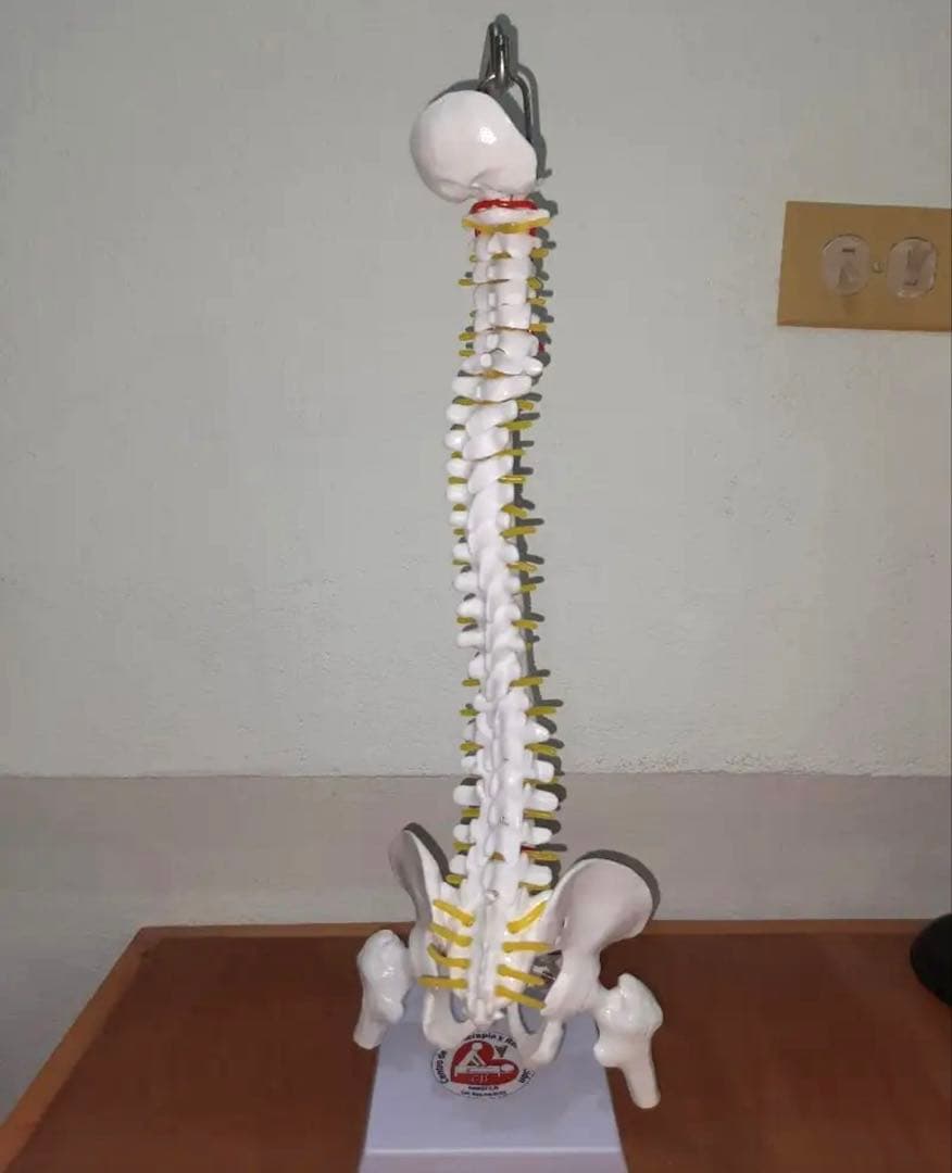 3/4スケール　人体脊椎モデル　教材　医療　インテリア　人体模型　骨格　骨標本 人体模型 骨 人体骨格模型 骨格標本 45cm 1/4 モデル 人体模型可動