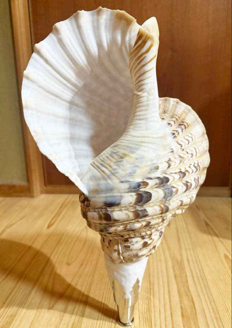 特大43㎝修験道法螺貝　山伏　密教　魔除け　熊よけ❣️ホラガイ　ほら貝 修験道法螺貝36㎝ 山伏 密教 魔除け 熊よけ❣️ホラガイ ほら貝 - メルカリ