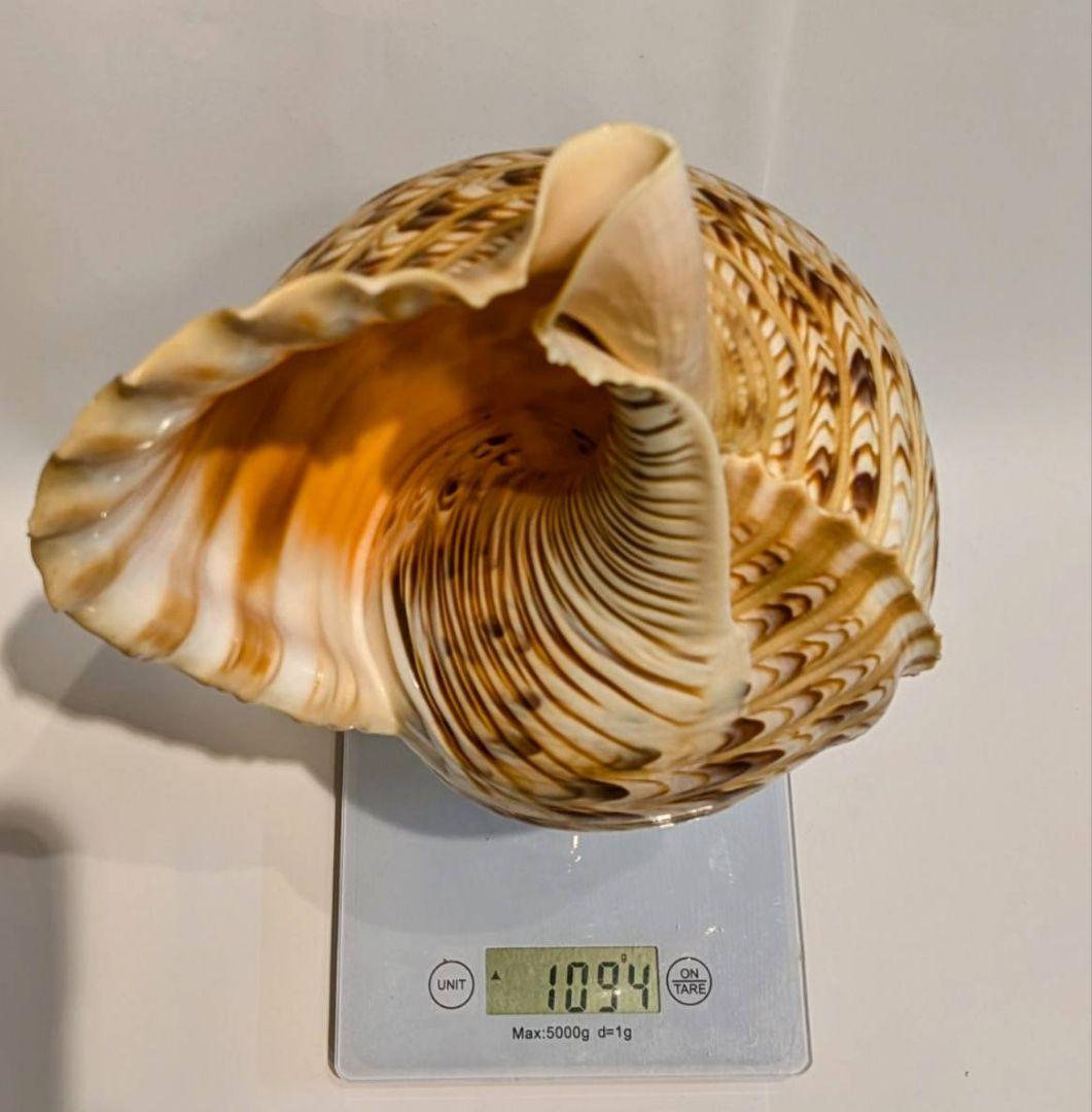 法螺貝　40.0cm 貝袋付き　1094g 48000円　山伏修験
