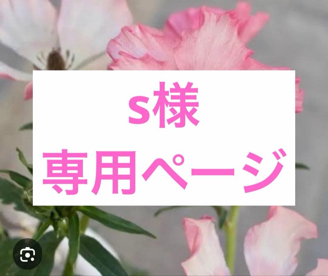 ラナンキュラスラックス苗、イーシス、廃盤品、正規品、ラベル付き ラナンキュラスラックス苗、リタイ、廃盤品、ラベル付き、正規品