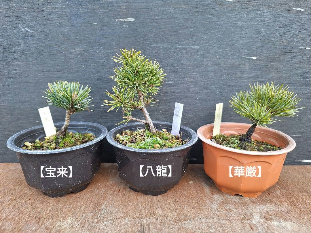 専用商品】八房五葉松 9鉢セット - メルカリ