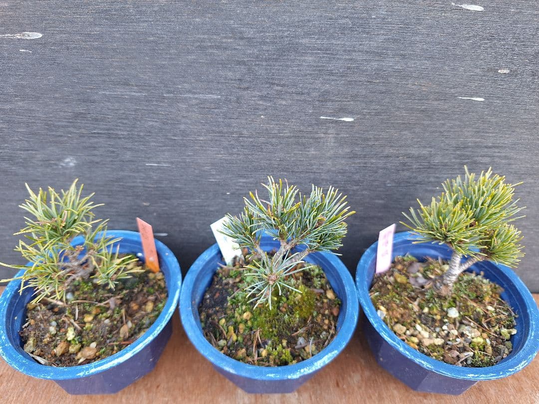 専用商品】八房五葉松 9鉢セット - メルカリ