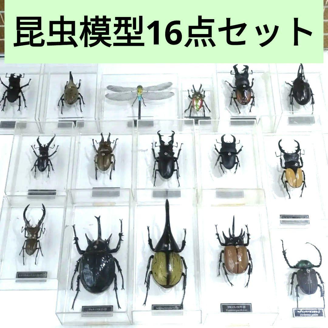 昆虫標本レアセットセール中！ - メルカリ