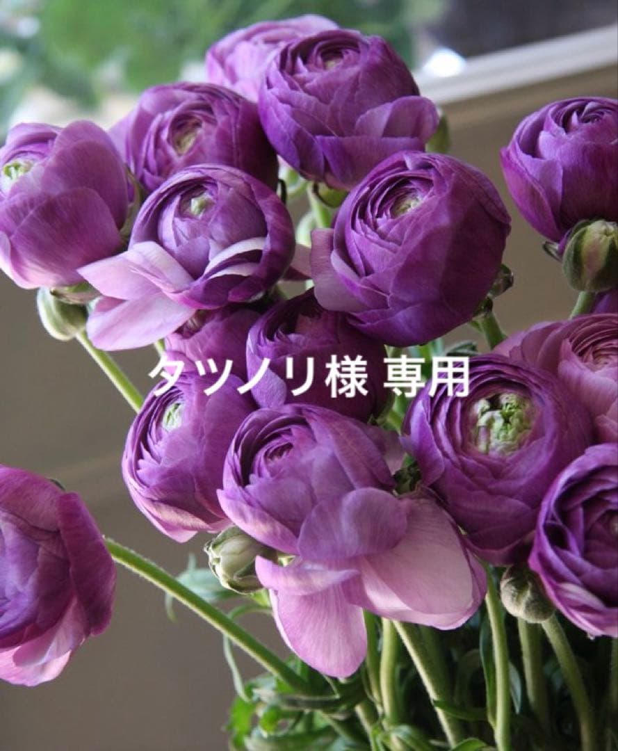 専用 サルート 旧20G D75/M ムーランルージュ RE Wacoal - サルート 20グループ ムーランルージュ B75&ソングM REの通販