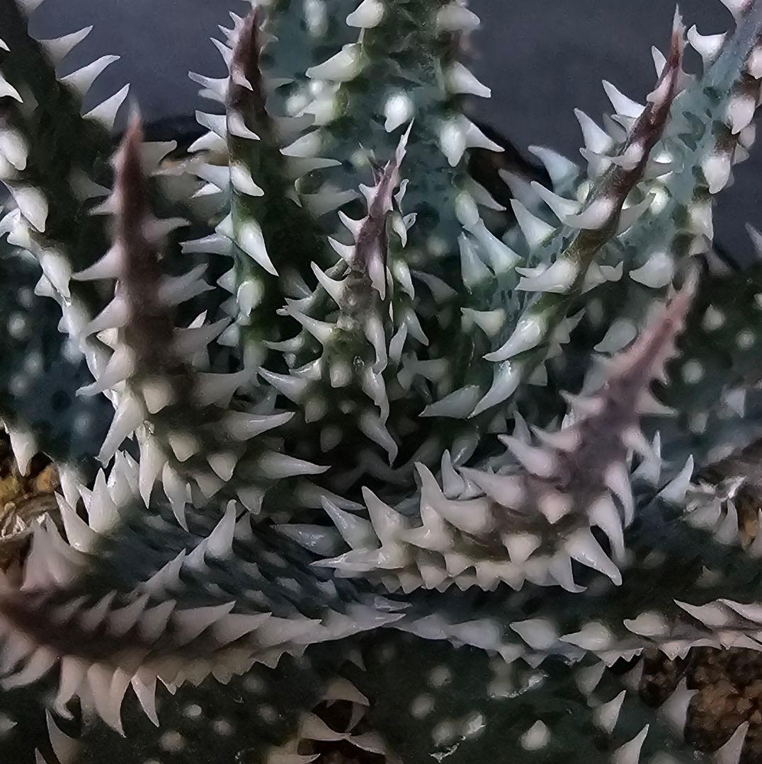 メルカリ便発送☆多肉植物 アロエ属 プラテンシス(実生選抜S4のカキコ苗) アロエ プラテンシス 実生 - メルカリ