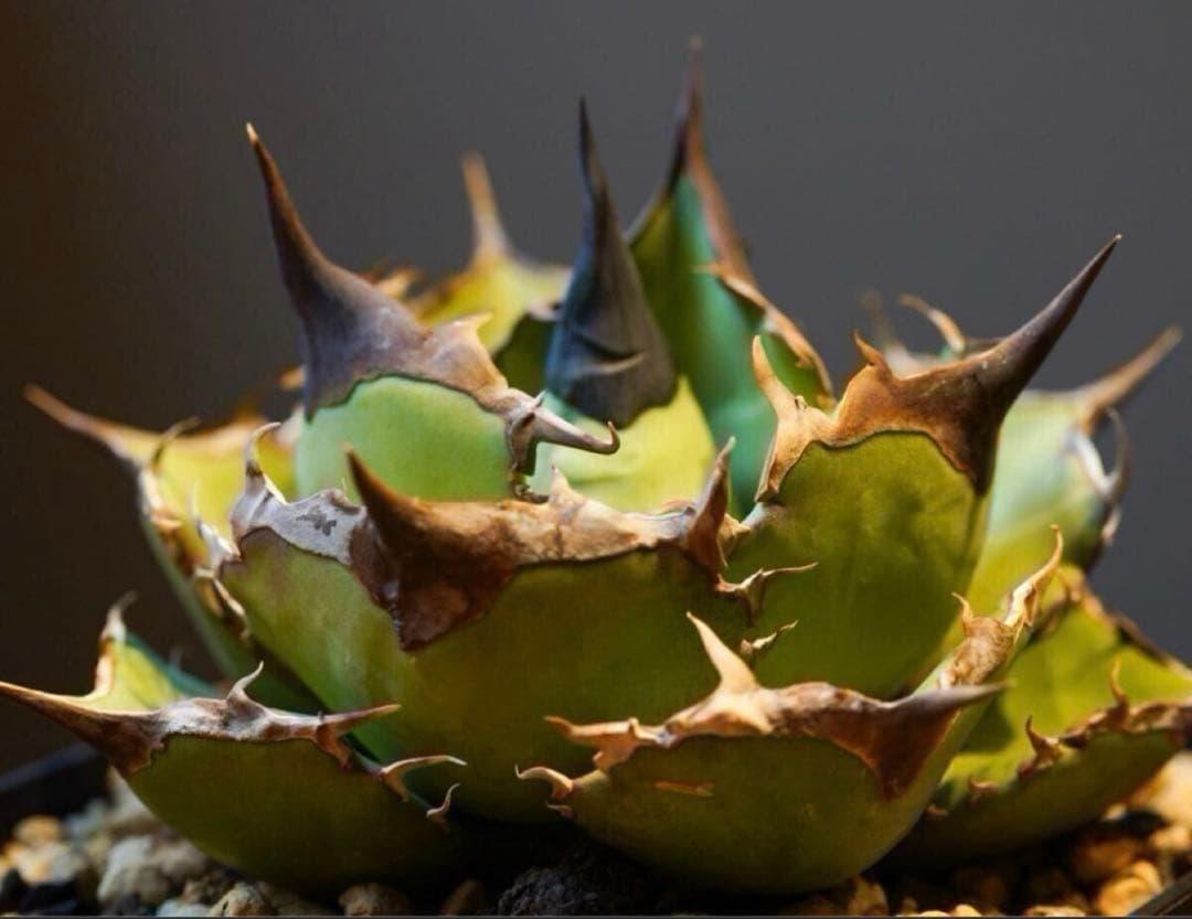 アガベ　黑曼巴　ブラックマンバ　lize血統