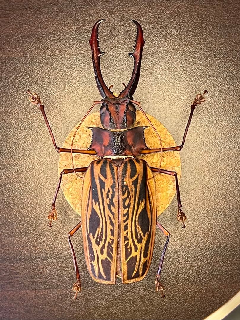 M*S様 特大 オオキバウスバカミキリ 標本 157ミリ 難アリの通販はau