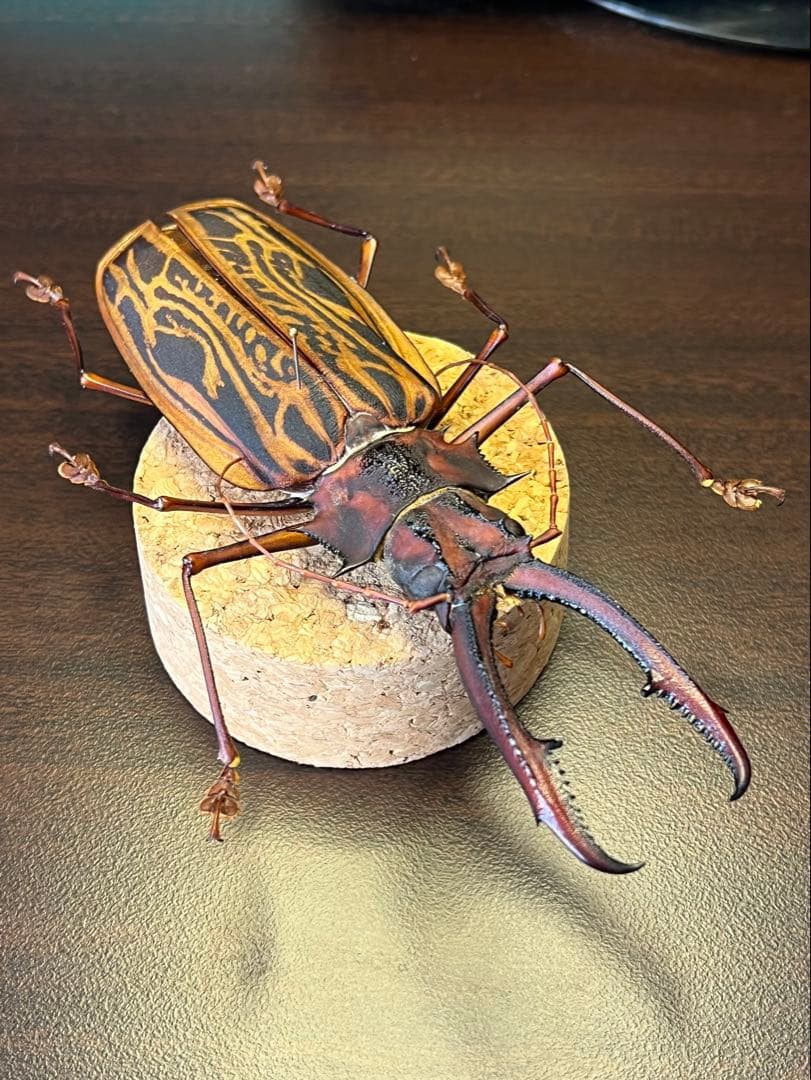 M*S様 特大 オオキバウスバカミキリ 標本 157ミリ 難アリの通販はau