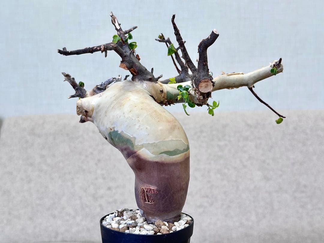 コミフォラ ピュアカタフ ソマリア産 コレクション 曲線美