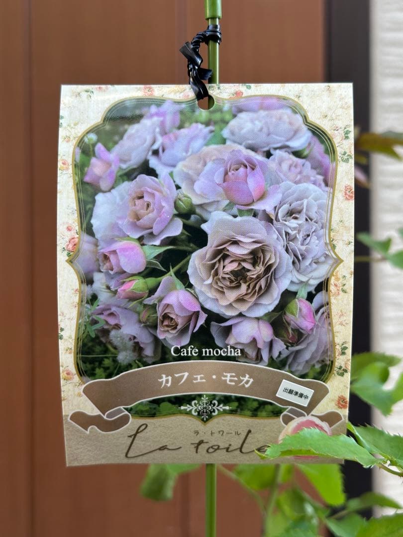 Riramon様専用】河本バラ園 正規新苗 カフェ・モカ ラヴァンドラルム