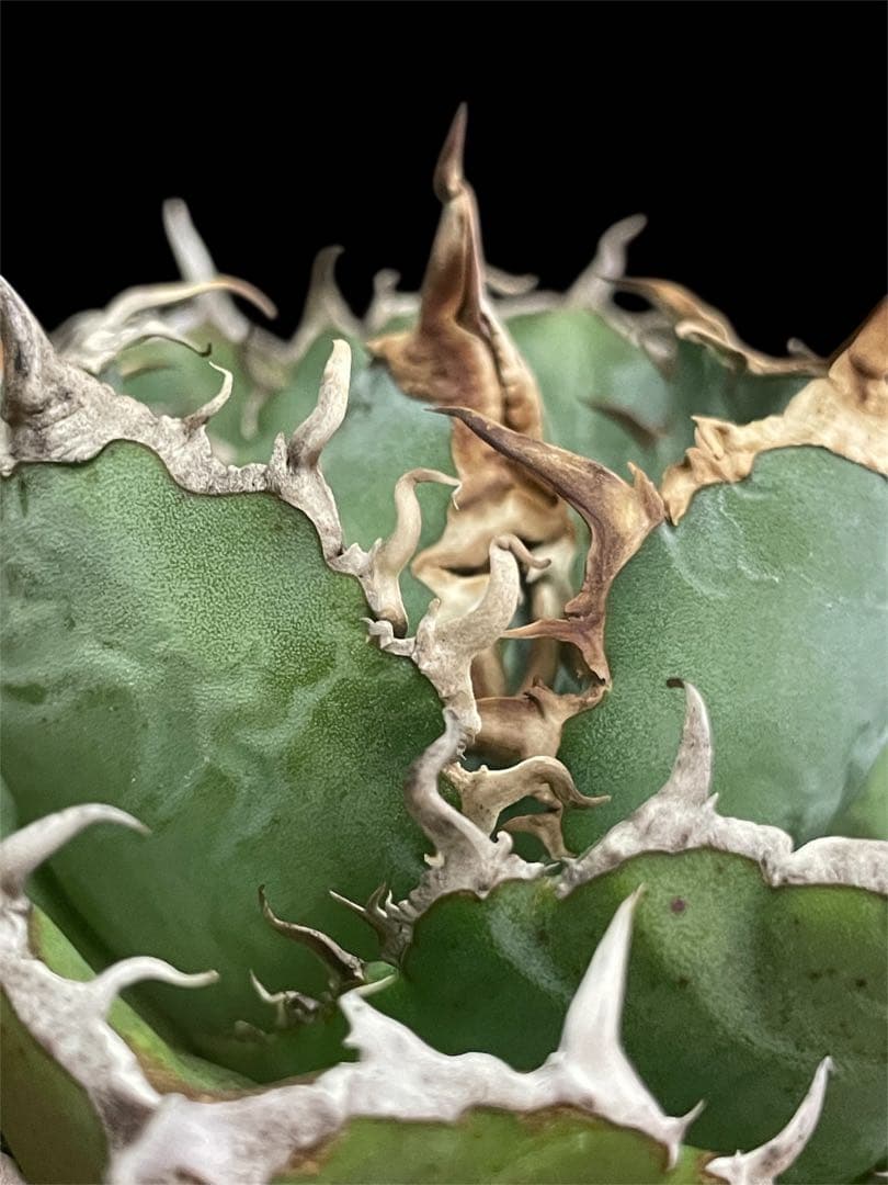 台湾株】アガベ チタノタ 白鯨 スパチタ レア 強棘 OC株 - メルカリ