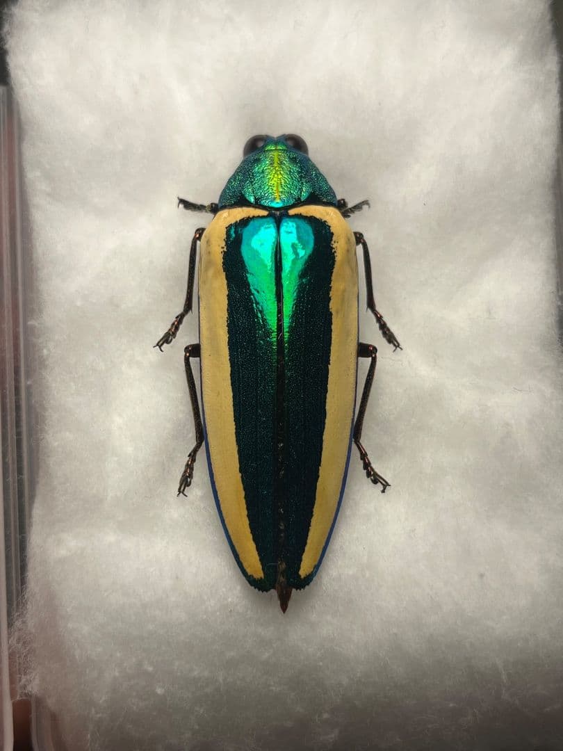 極BIG】キベリルリタマムシ リンバータルリタマムシChrysochro標本