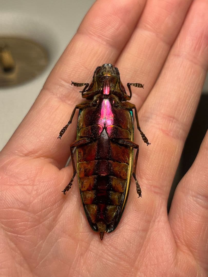 極BIG】キベリルリタマムシ リンバータルリタマムシChrysochro標本