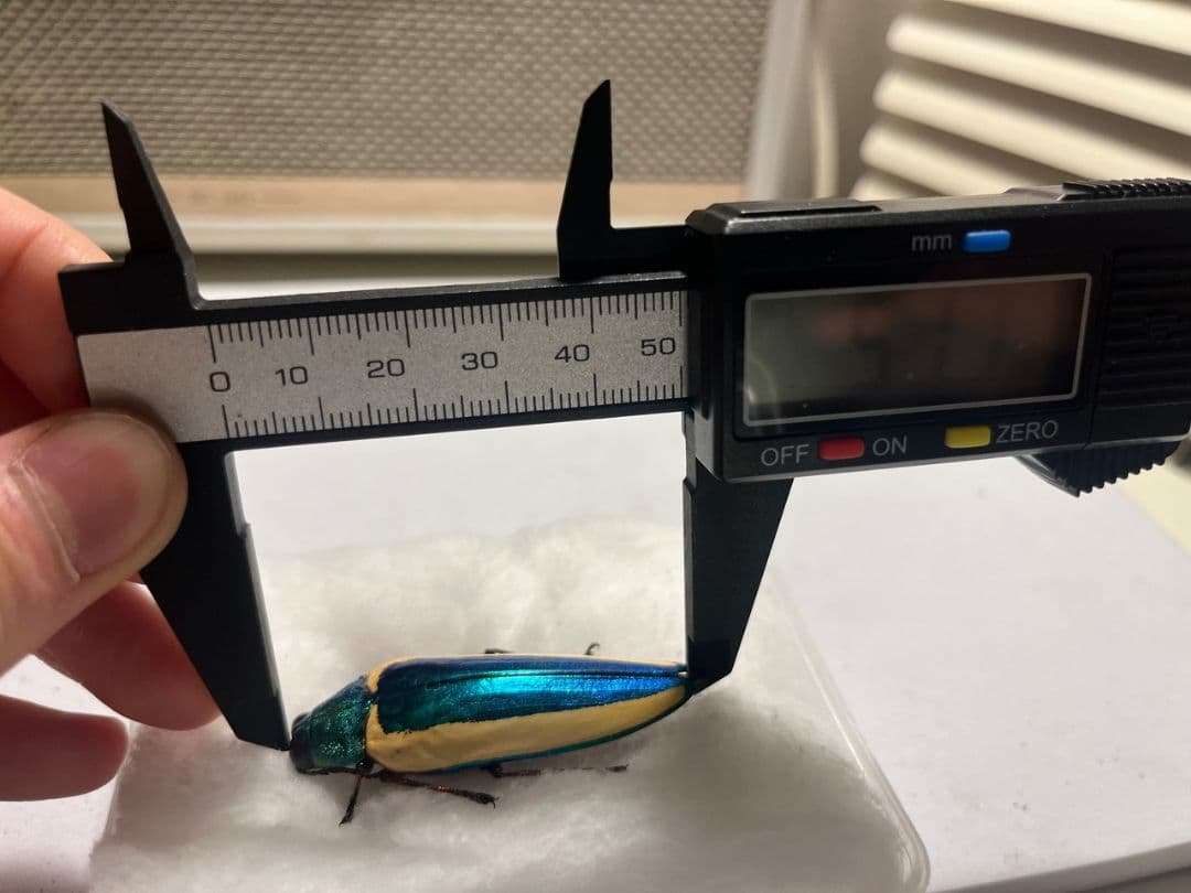 極BIG】キベリルリタマムシ リンバータルリタマムシChrysochro標本