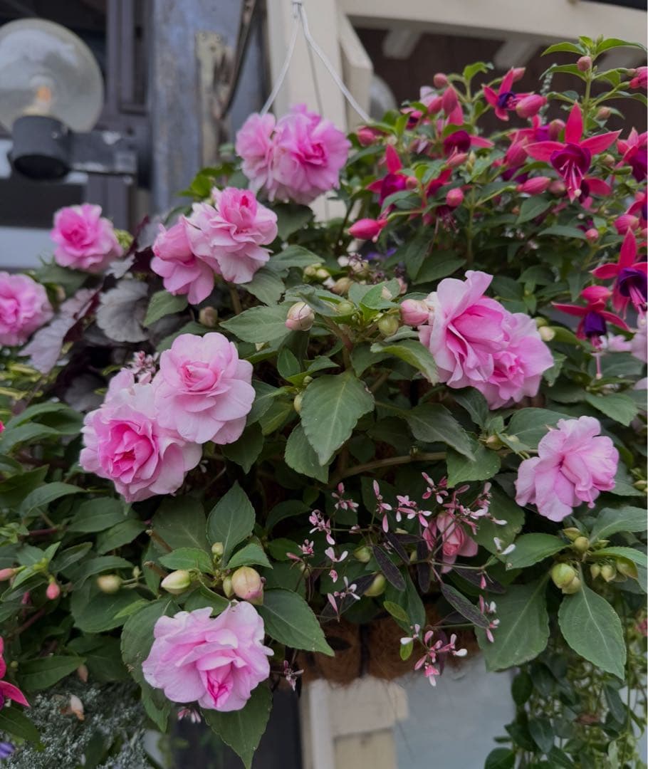 専用☆ Salute サルート☆貴重サイズH70 新品 Salute（サルート）｜ 38グループ ｜ セクシー下着