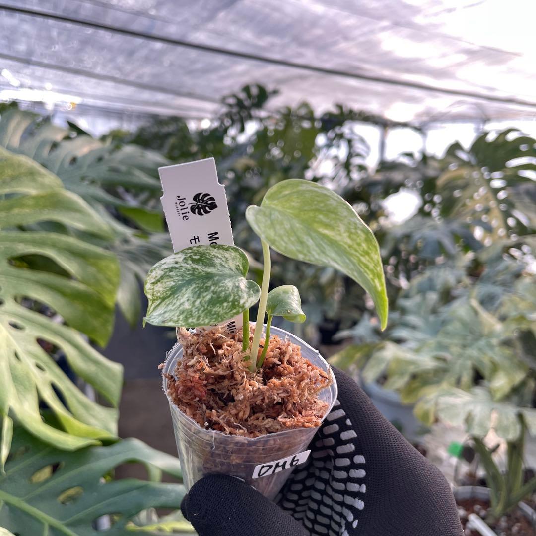 DM6モンステラ デリシオーサ ミント斑入り 2寸ポリポット ネコポス発送