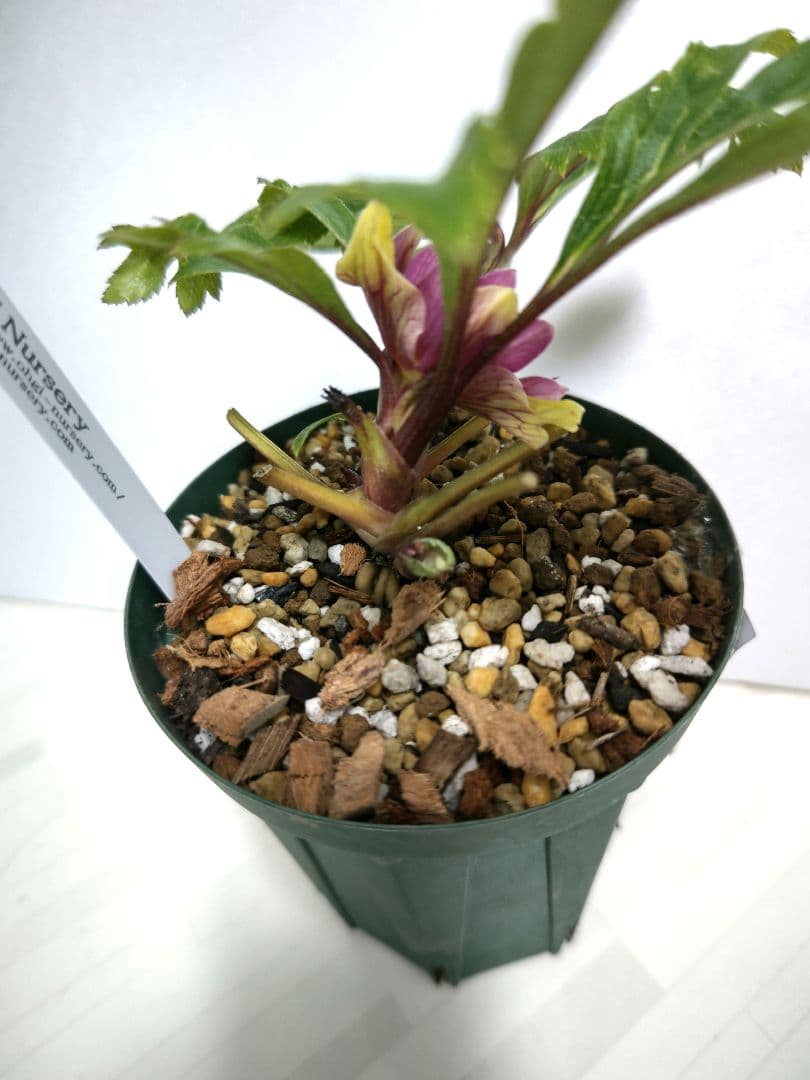 クリスマスローズ開花株 大木ナーセリー イリュージョン交配