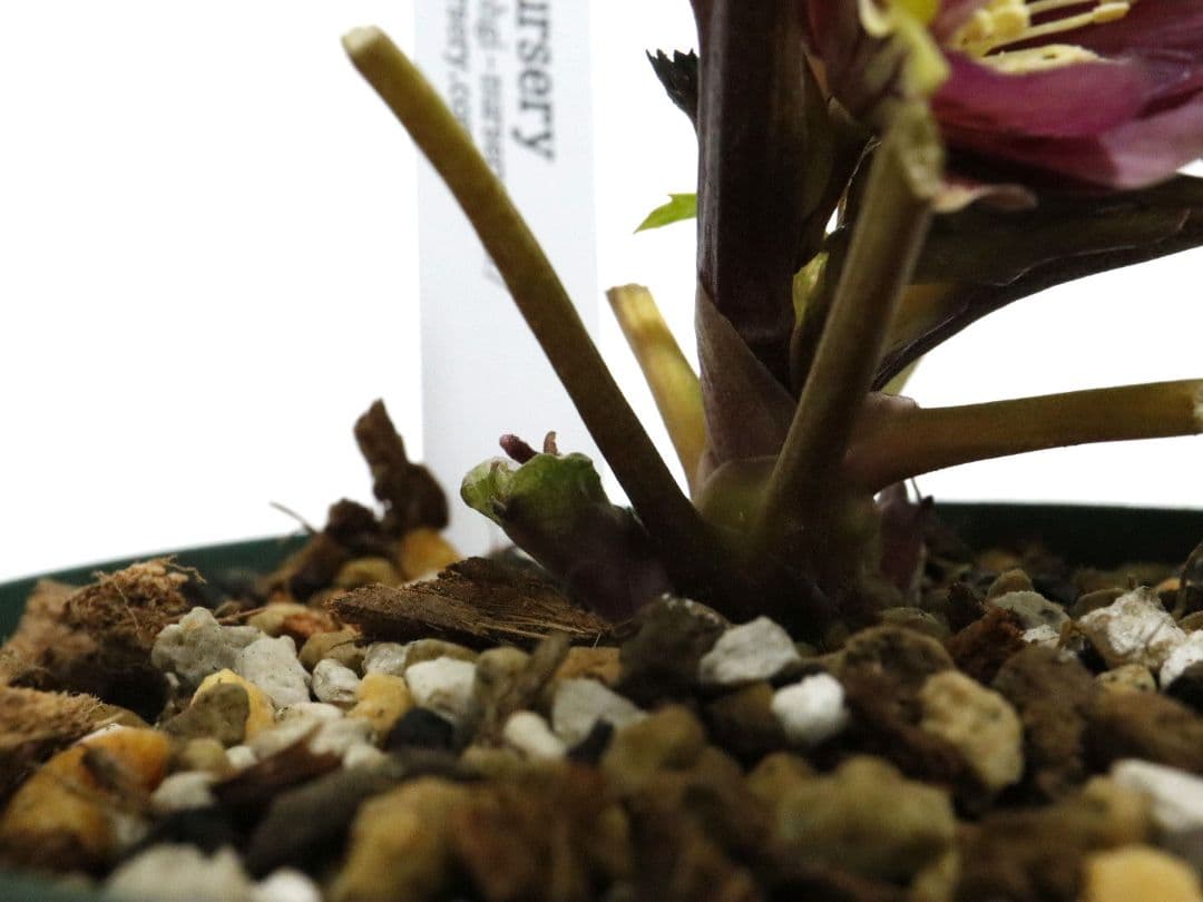 クリスマスローズ開花株 大木ナーセリー イリュージョン交配