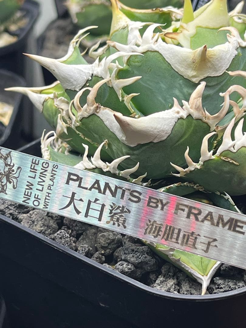 アガベ チタノタ lize血統 大白鯊 ホホジロザメ - メルカリ