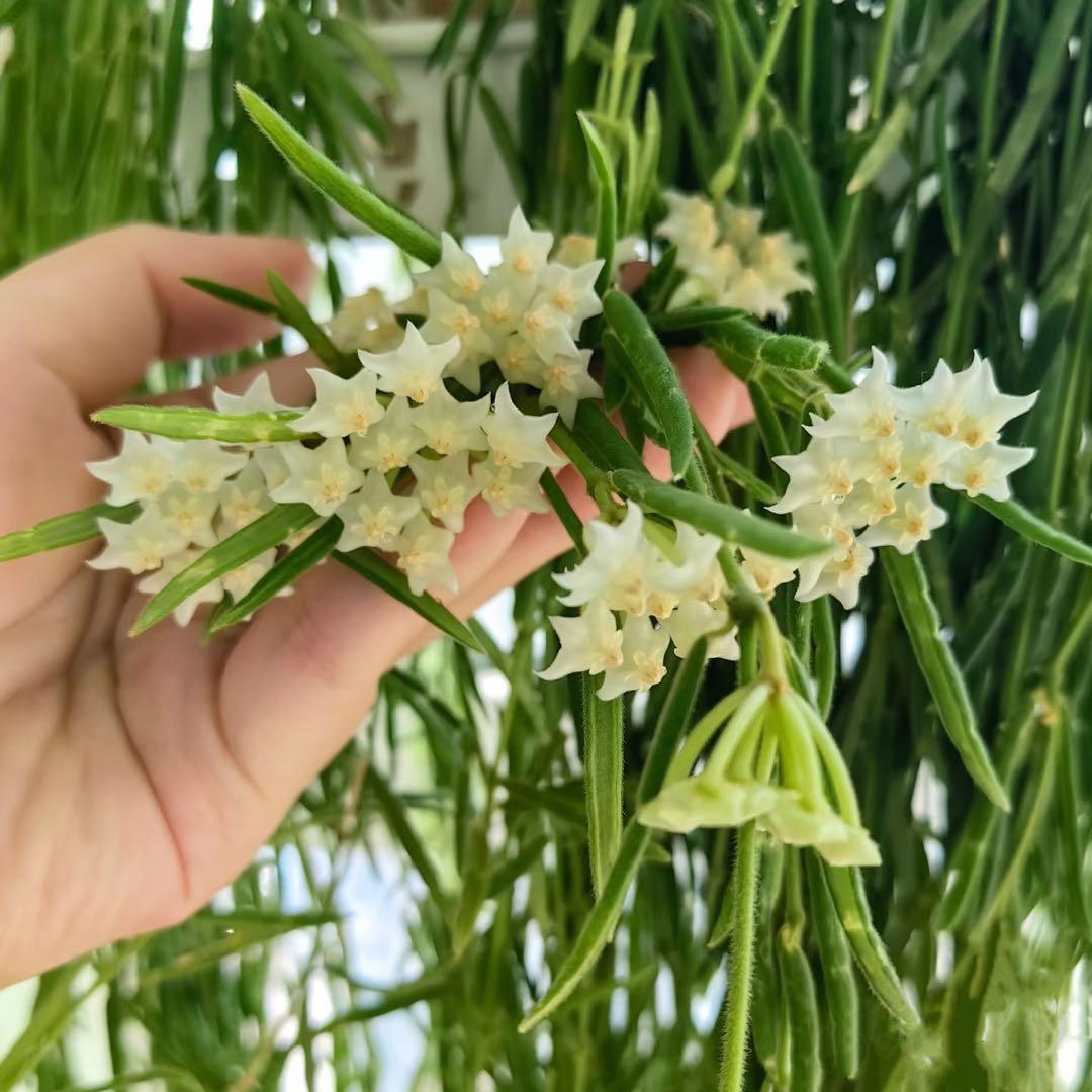 セールホヤ リネアリス Hoya linearis 大苗サクララン　80cm