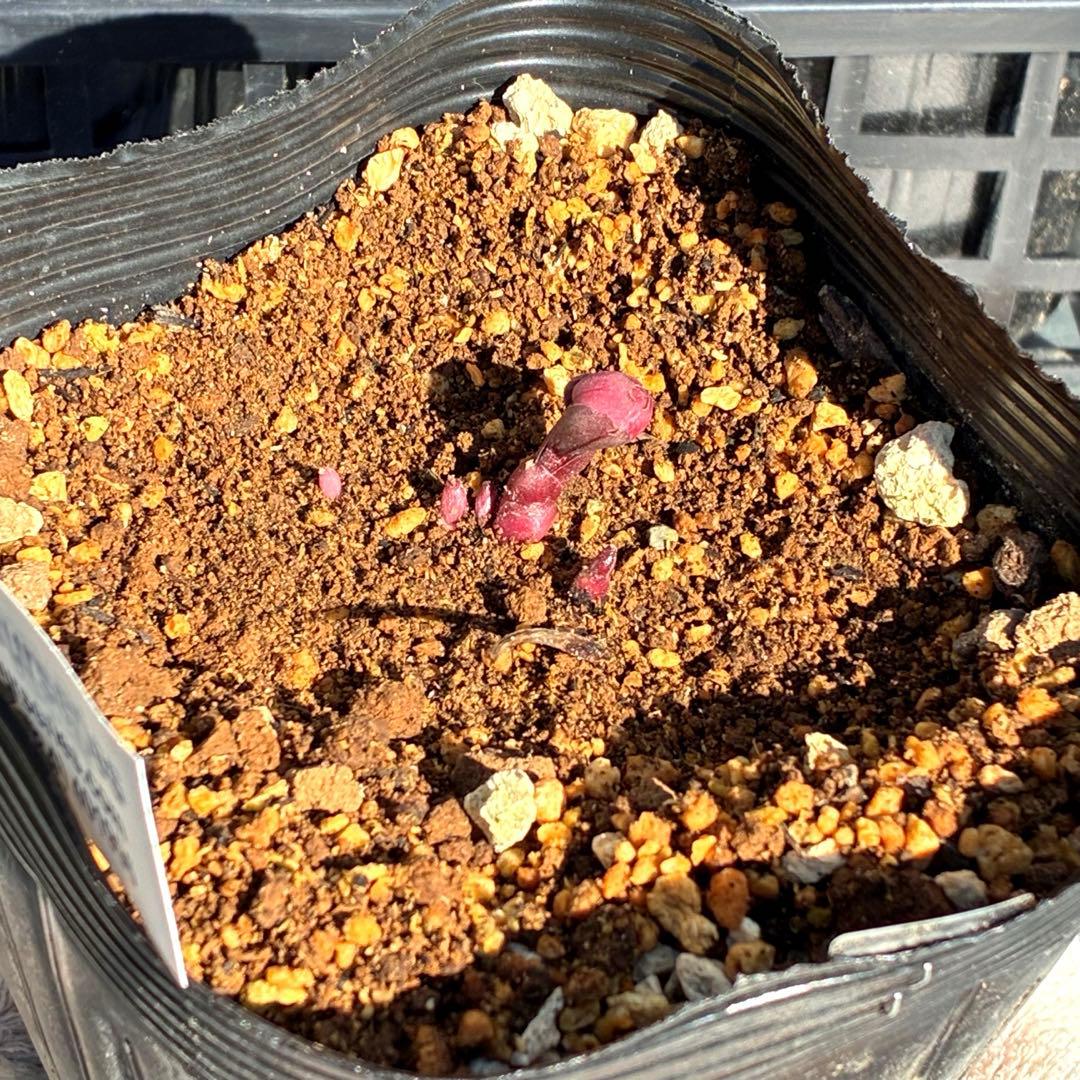 s*い様 ☘️蕾付き☘️沢山新芽3387⭐️BELCHERI⭐️PINK ICE