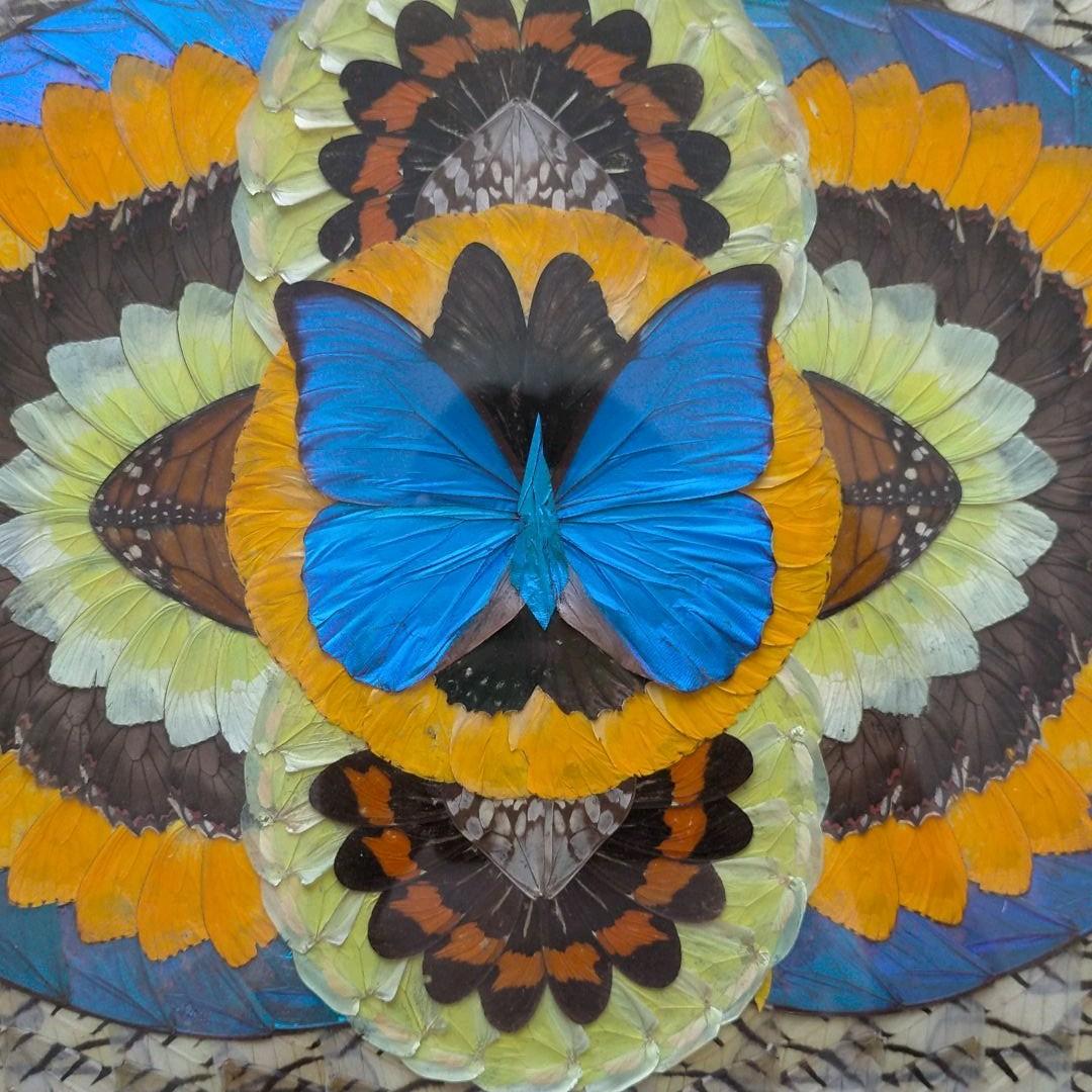 モルフォ蝶　貼り絵　芸術品