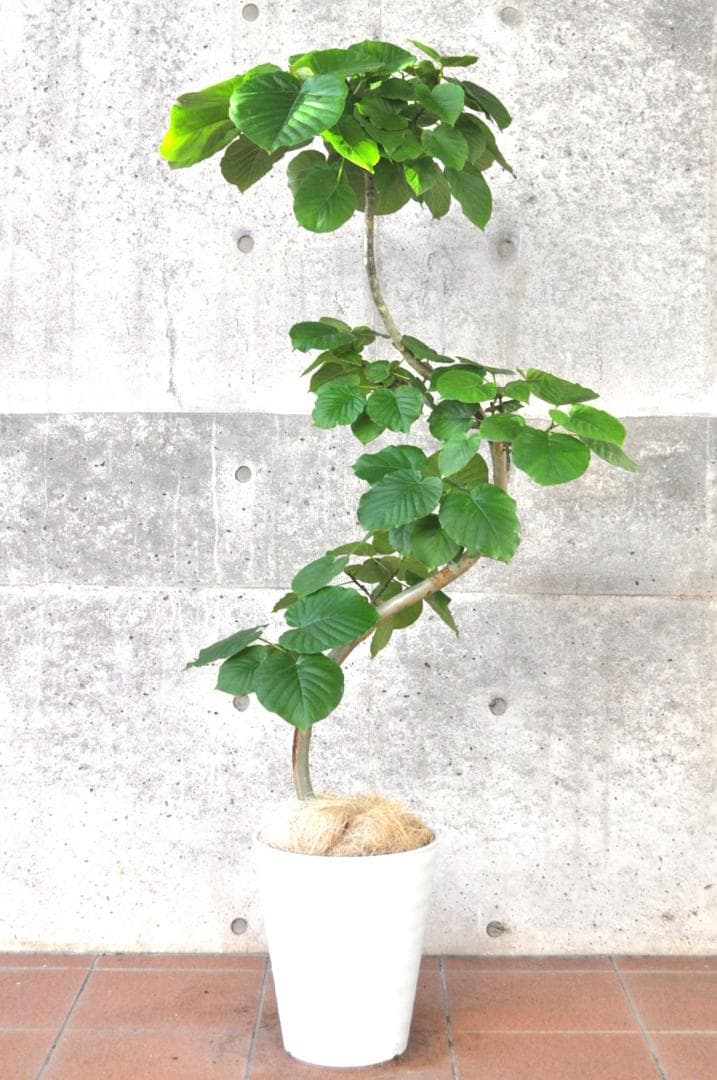 フィカス・ウンベラータ 150cm10号 S-shaped tree form - メルカリ