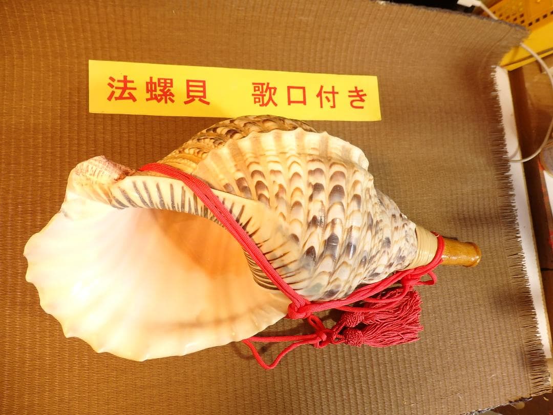 ryohan　法螺貝 約40.5㎝ 木製歌口,赤紐付　新品　 MH-427