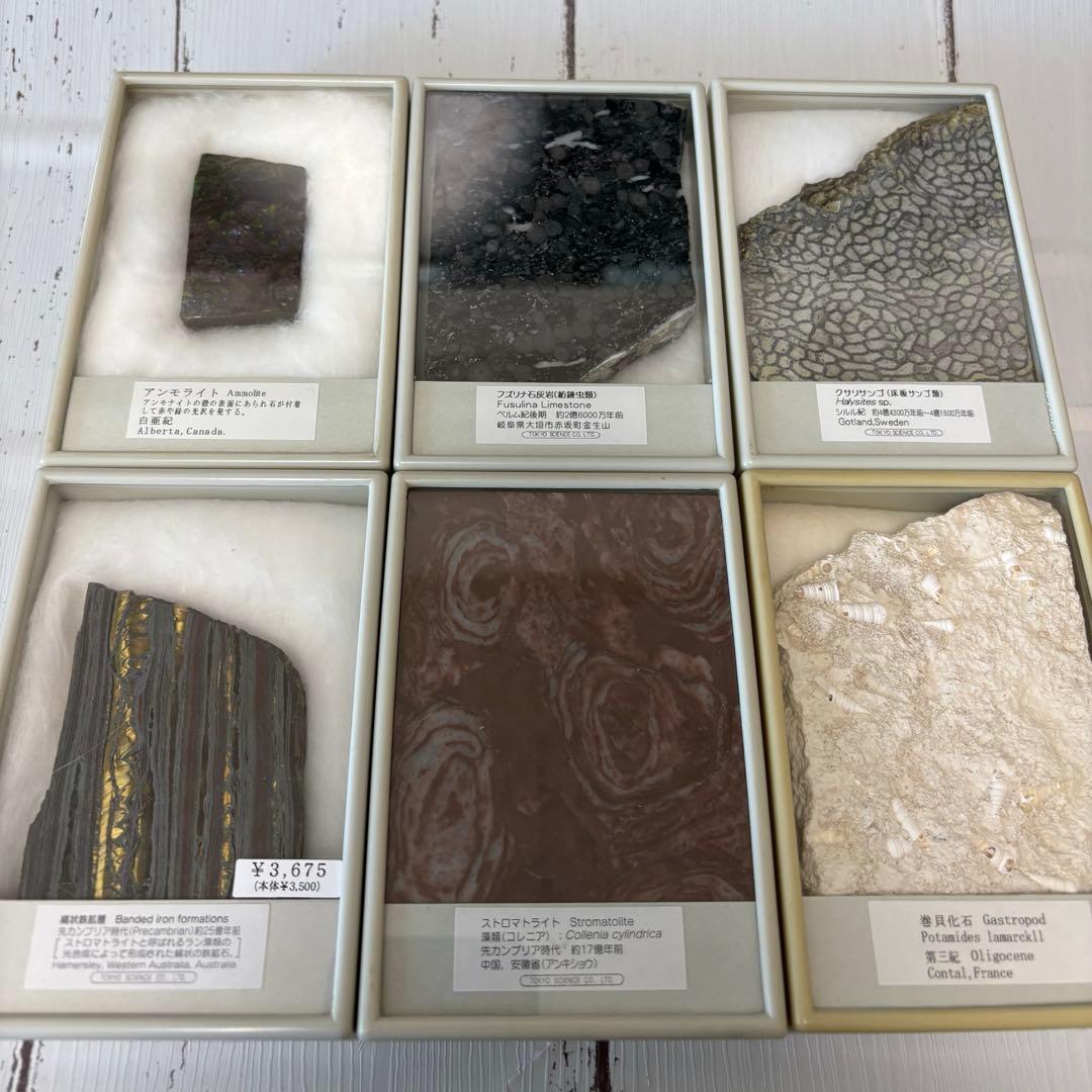 【美品】鉱物　サンゴ　化石　6点セット【総額 1万円以上】 美品】鉱物 サンゴ 化石 6点セット【総額 1万円以上】 Yahoo