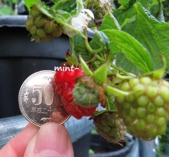 【hasemania様】ラズベリー苗 Tulameen（トゥラミーン）　大株