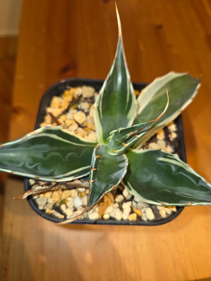 フルサワ　アガベモンタナ　白覆輪