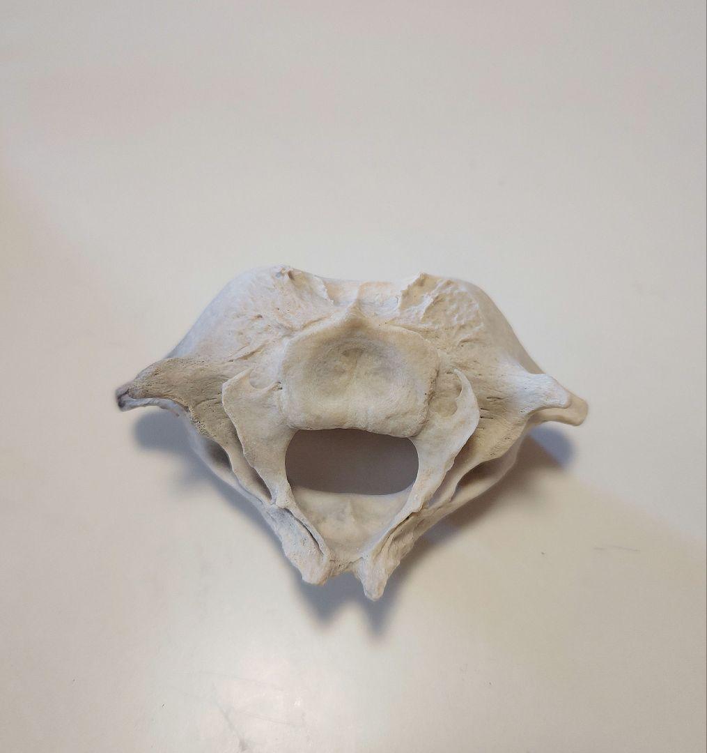 イルカの骨 頸椎骨 - メルカリ