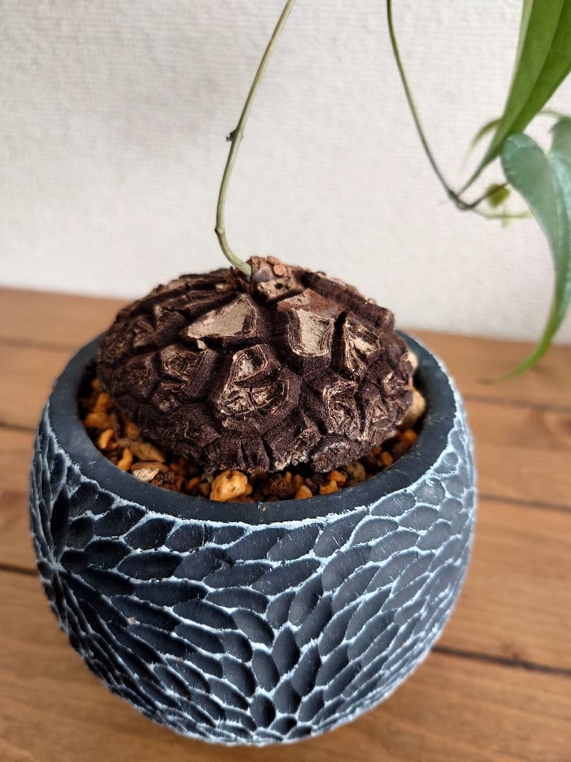 メキシコ亀甲竜 ベアルート株 発根済み ディオスコレア