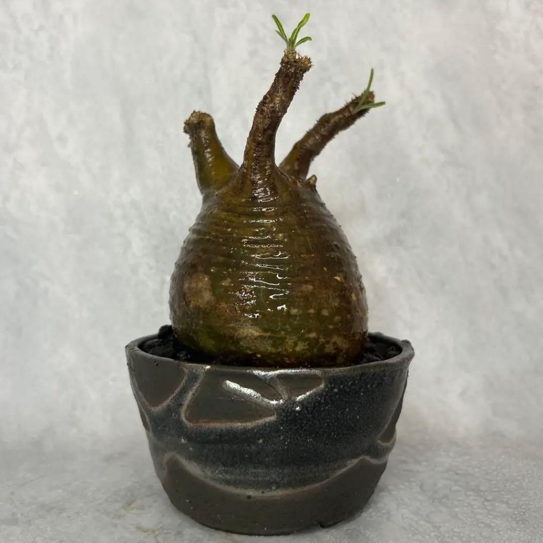 【1/13(火)限定価格】パキポディウム グラキリス 4.5号鉢入り(信楽焼)