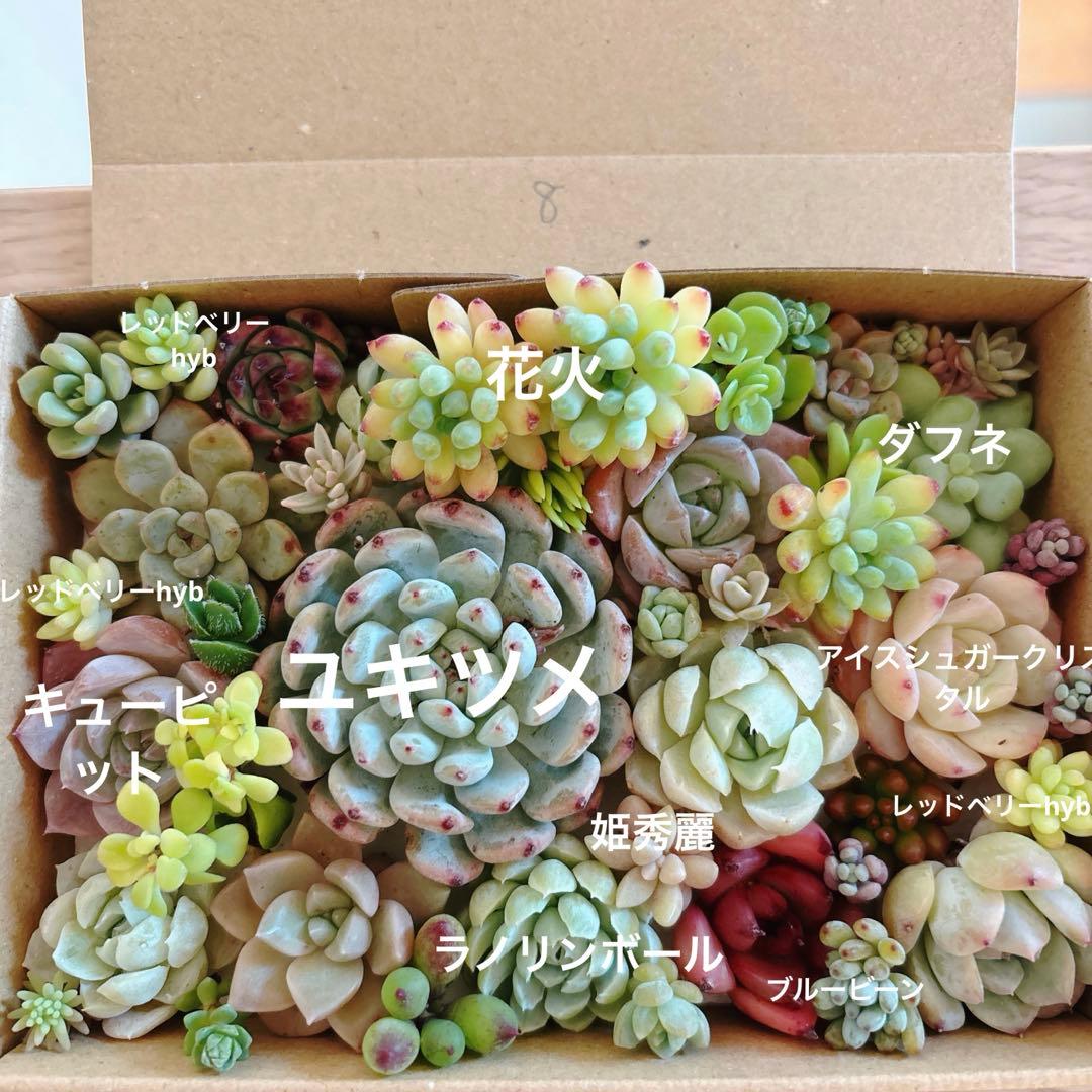 ゆうゆうメルカリ便 多肉植物 カット苗とセダム寄せ植えセット - メルカリ