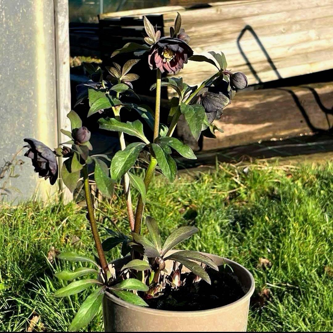 の*ん様 ☘️極上☘️蕾付き☘️タグ付き☘️3385⭐️TINKERBELL H