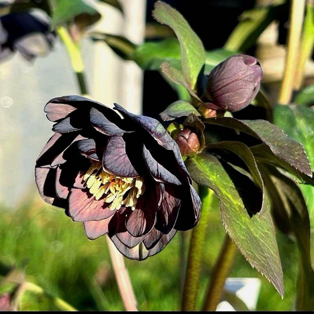 の*ん様 ☘️極上☘️蕾付き☘️タグ付き☘️3385⭐️TINKERBELL H