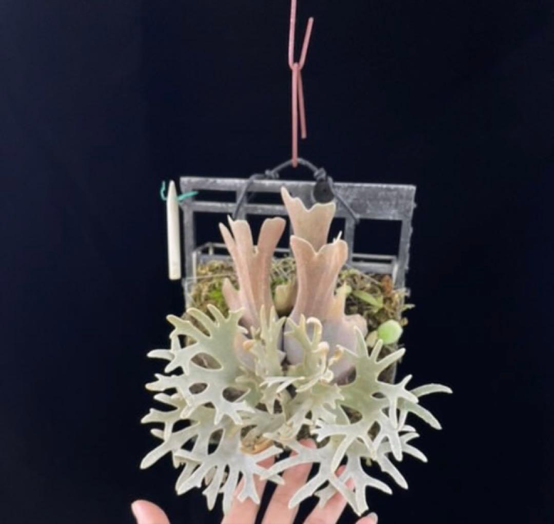 ビカクシダ　Yellow moon dwarf \"EXP\"胞子培養前葉体E