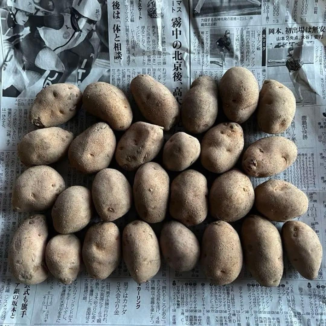 北海道・十勝産 インカのめざめ 種芋 1.2kg 1251 - メルカリ