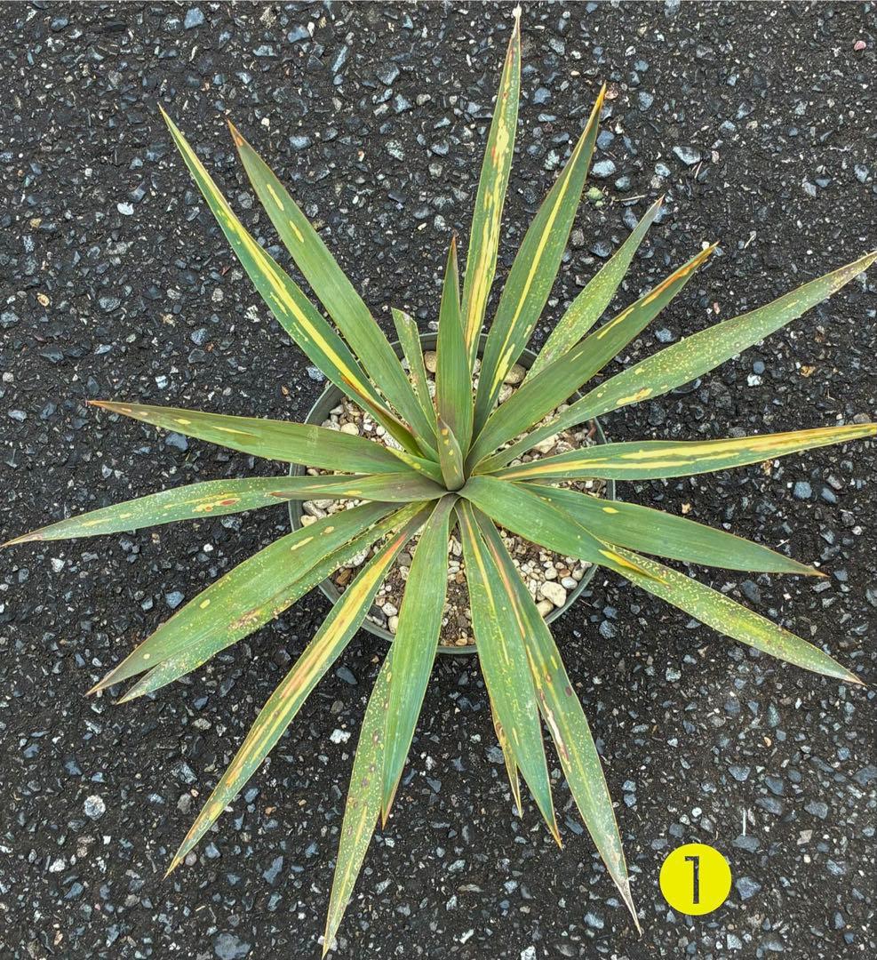 ユッカグロリオサ 散り斑 抜き苗 ➀ - メルカリ