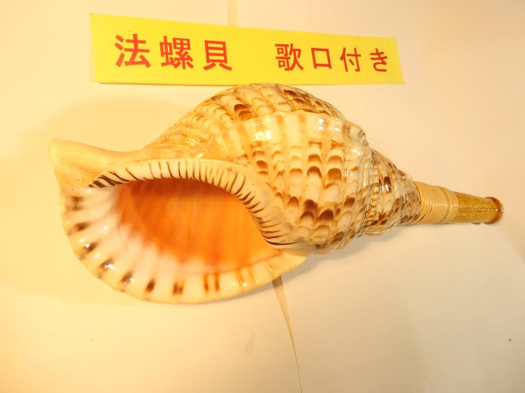 のりぴー法螺貝 約38㎝ 木製歌口,赤紐付　新品　 MH-446
