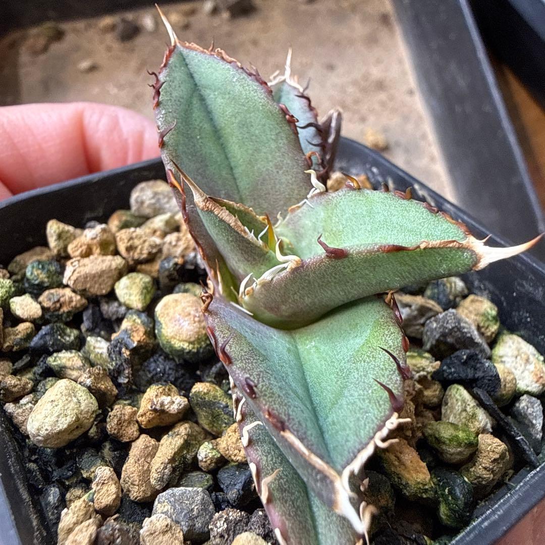 99 アガベ 青葉 オテロイ実生 選抜 チタノタ オアハカ ブルー - メルカリ