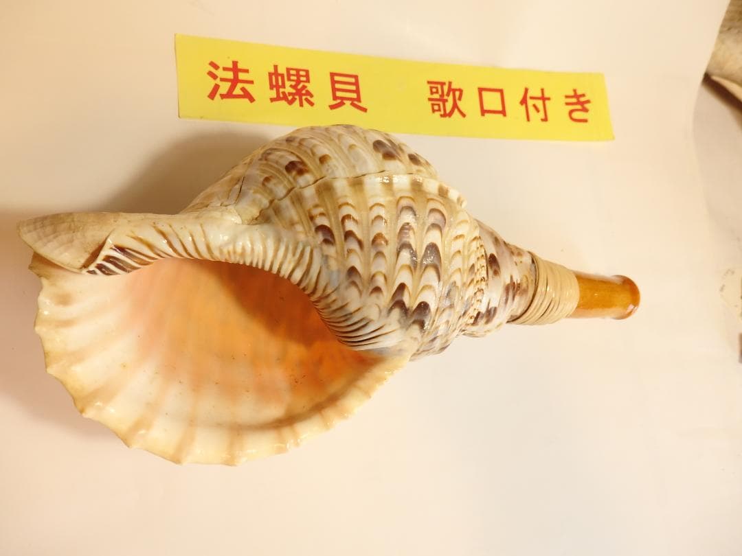 法螺貝 約33.5㎝ 木製歌口,新品 MH-457