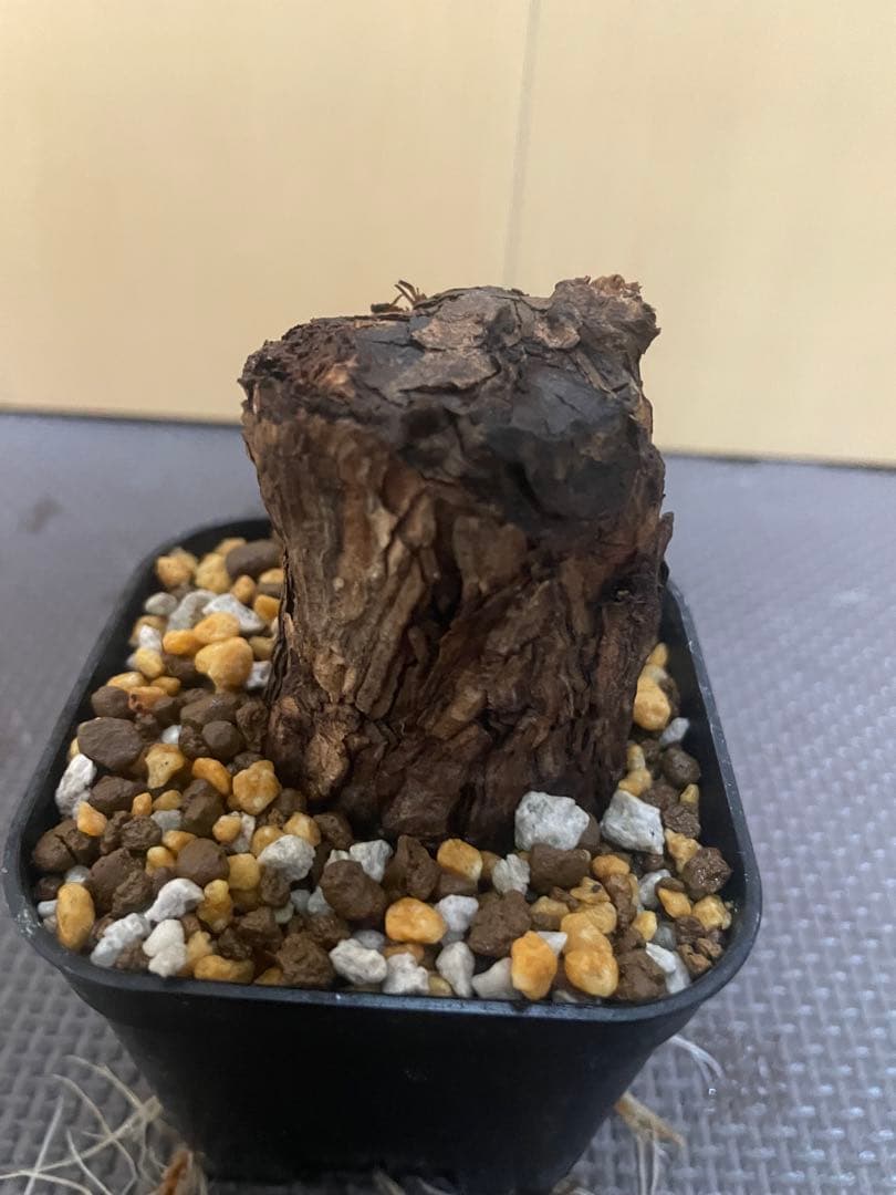 ペラルゴニウムトリステ 現地株発根済みペラルゴニウムトリステ 現地株