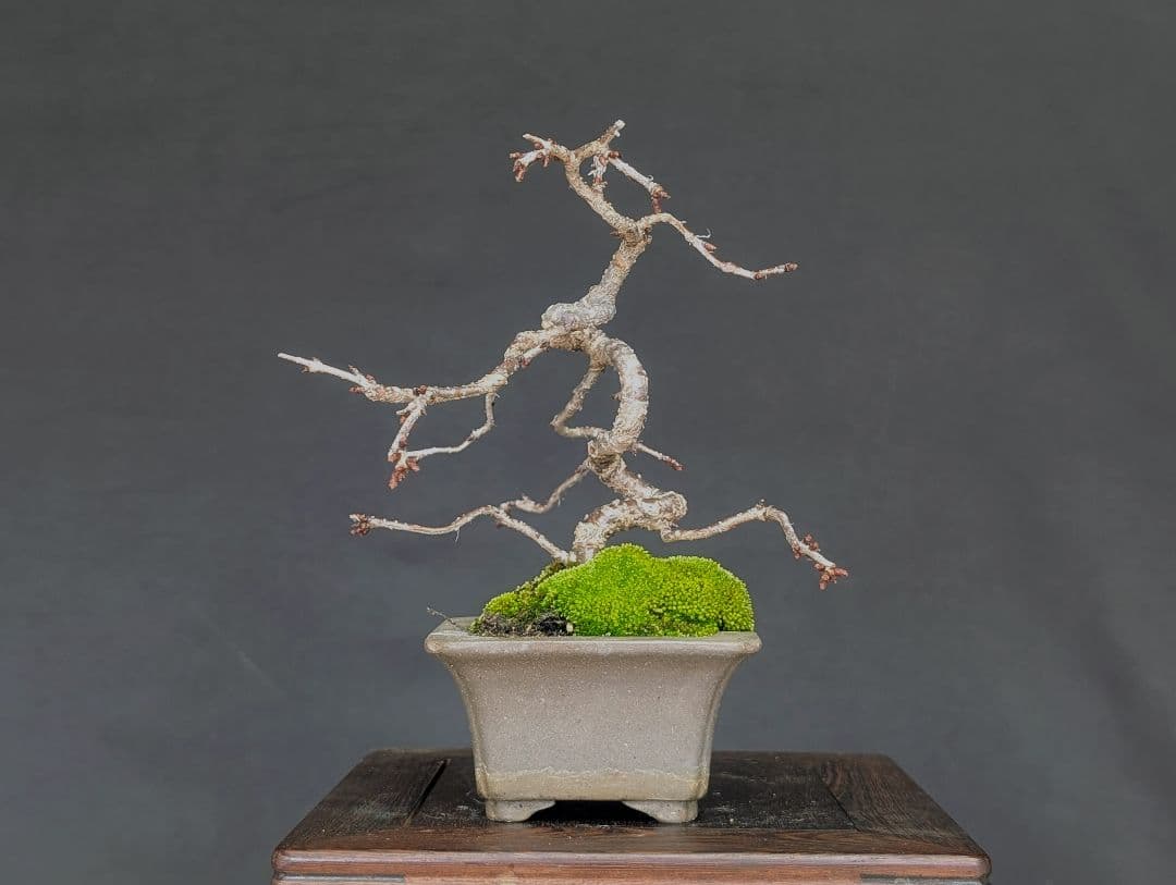 富士しだれ桜 サクラ ミニ盆栽 小品盆栽