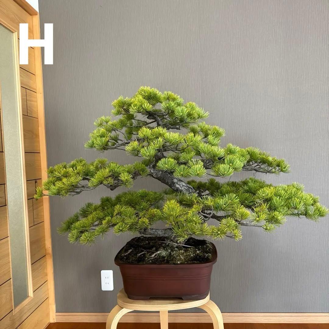 五葉松 瑞祥 盆栽 - メルカリ