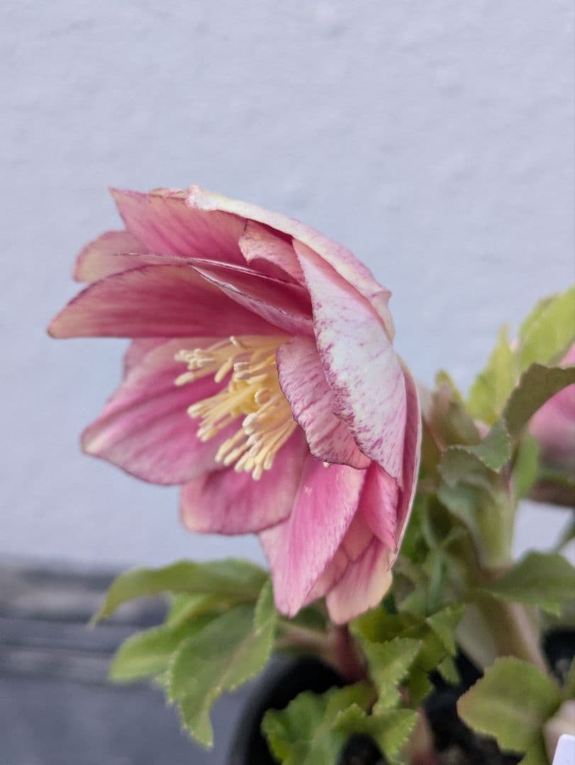 広瀬園芸 クリスマスローズ　ソレイユ DD（ダブル）タグ付き 開花株